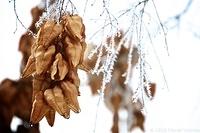 Frosty Leaves 2