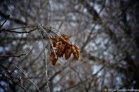 Frosty Leaves 3