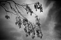 Frosty Leaves 4