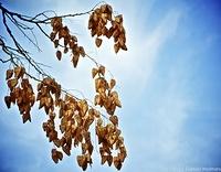 Leaves1
