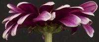 Macro Photography