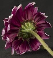 Macro 211