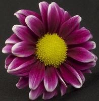 Macro 213